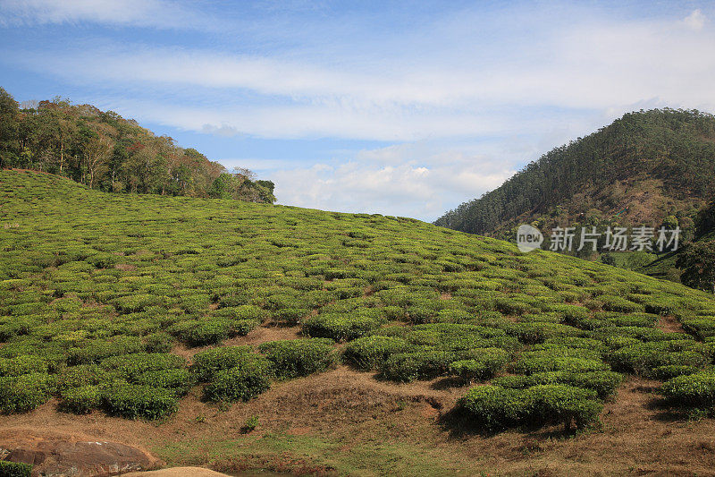 印度喀拉拉邦Thekkady的茶园