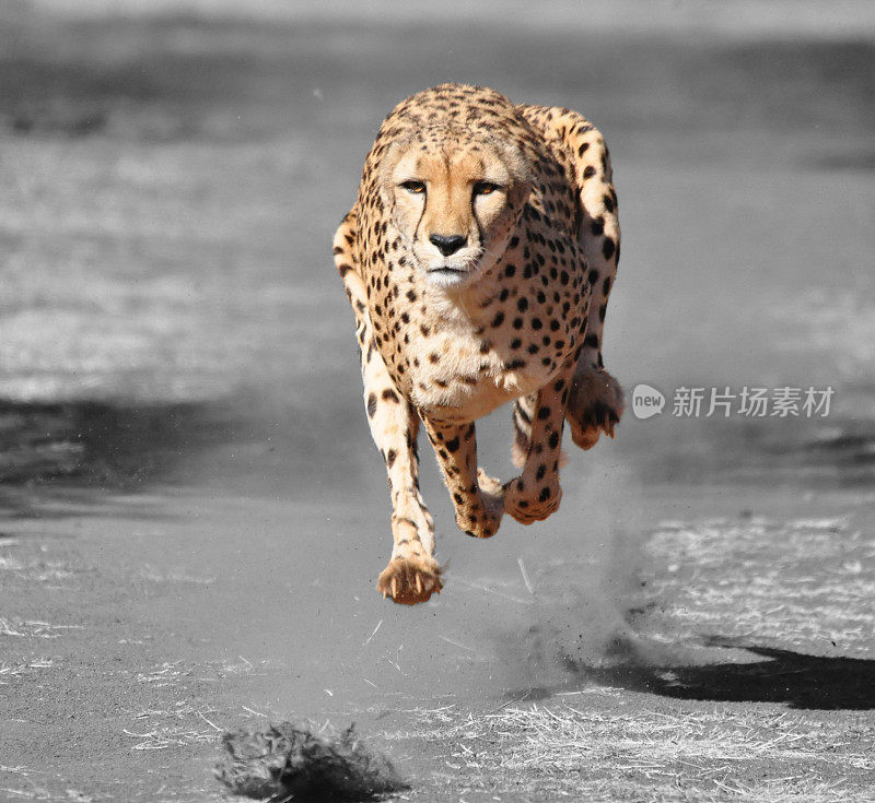 颜色隔离:奔跑的猎豹
