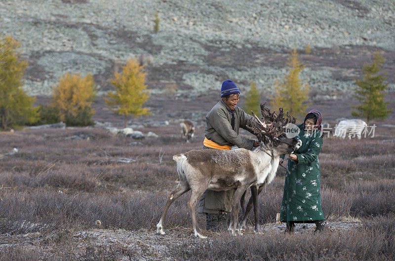 tsaatan夫妇和他们的驯鹿在蒙古北部的风景