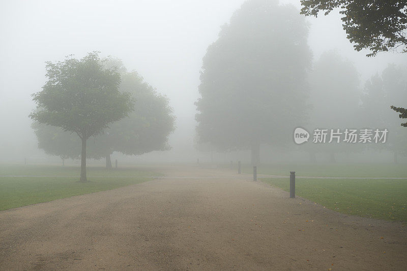 丹麦欧登塞的一个公园里的树