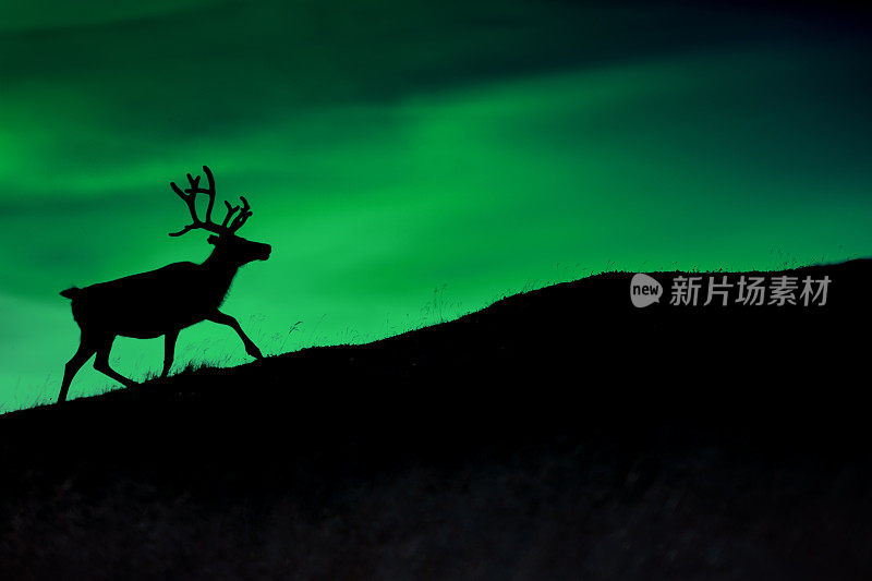 在北极光的背景下，一只鹿的剪影在夜晚闪闪发光