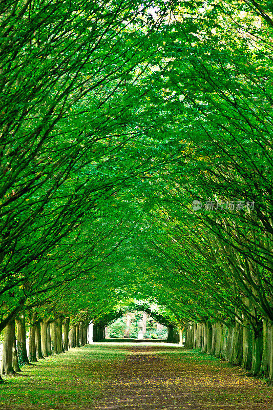 林荫道穿过树木在一个正式的花园