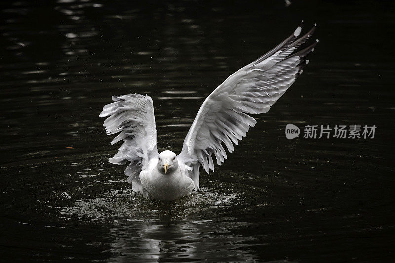 水鸟