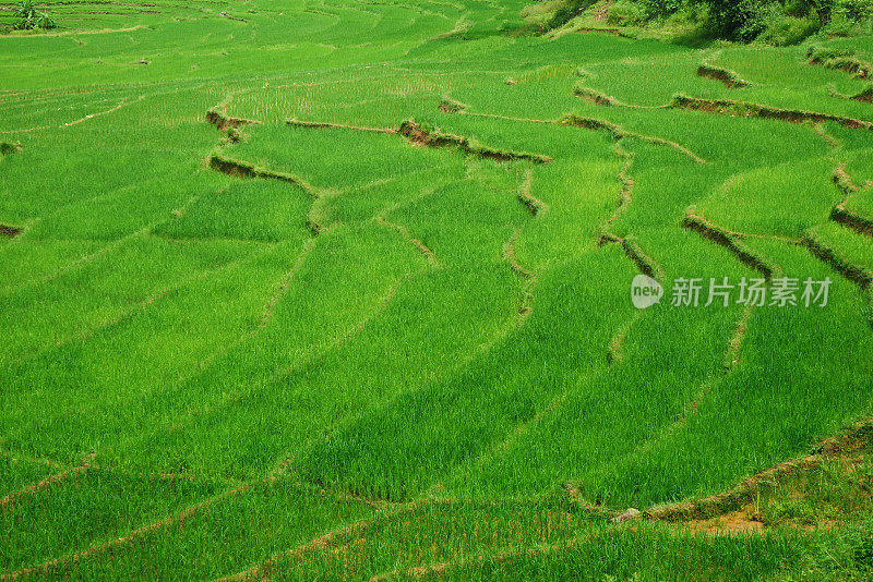 梯田式的绿色稻田