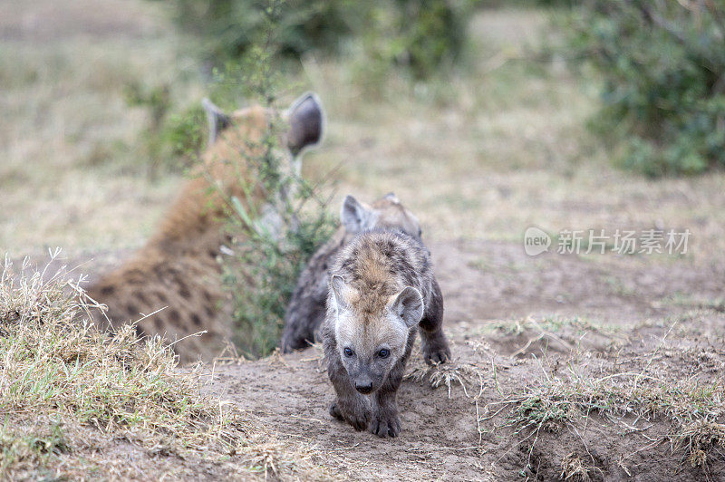 肯尼亚奥拉雷·摩洛吉保护区马赛马拉的鬣狗妈妈和幼崽，东非，非洲，