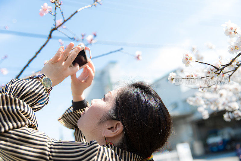 日本女人拍照的花