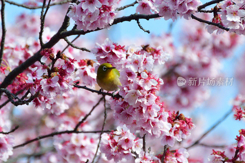 樱花和日本白眼