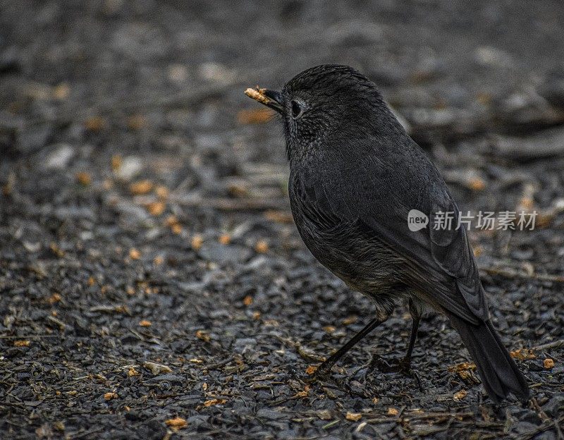 热带雨林中的南岛知更鸟