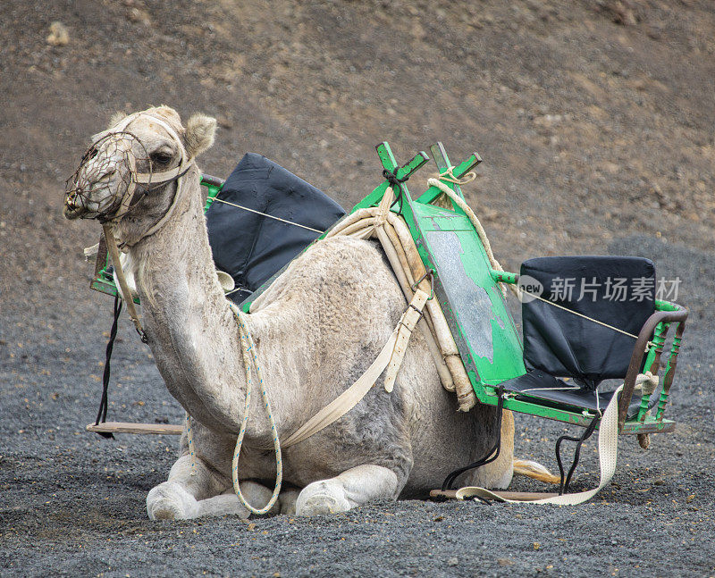 单峰骆驼在兰萨罗特岛