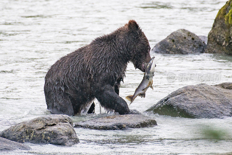 阿拉斯加海岸棕熊近距离，在绿松石河里举着一条鲑鱼。