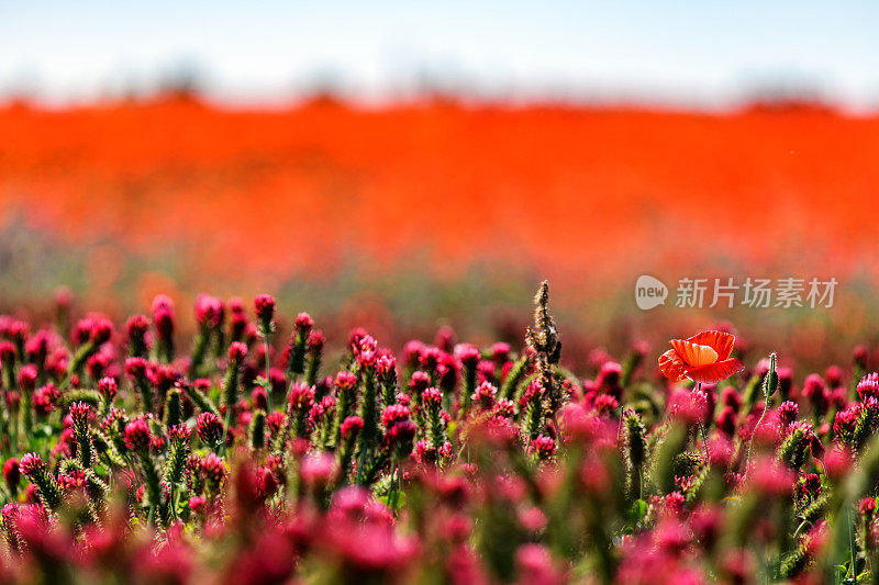 罂粟花田