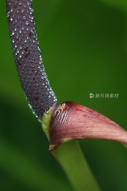 热带植物