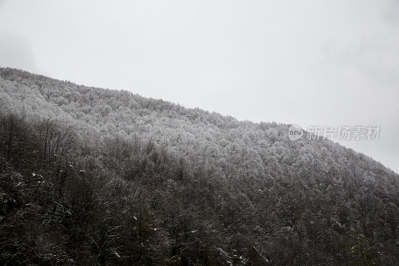 冬天和雪的概念。雪山和树。