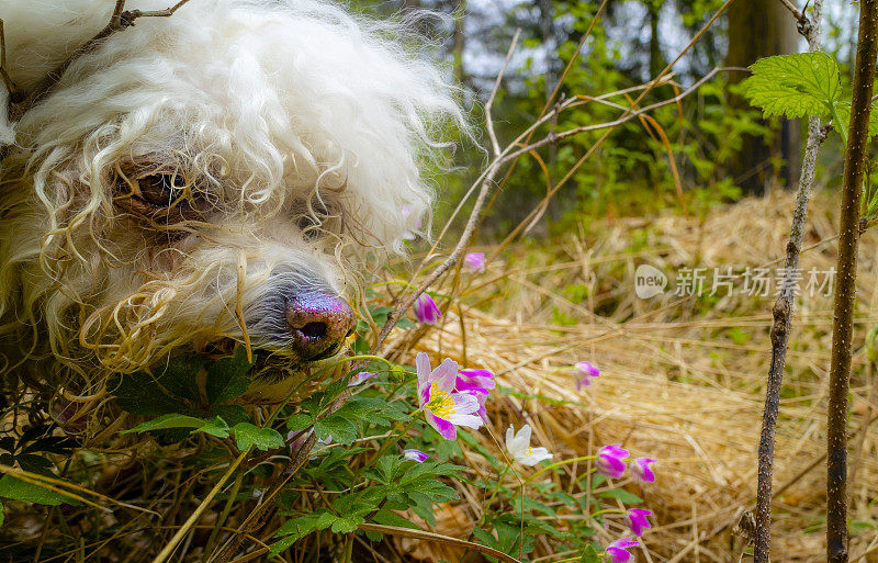 狗闻花