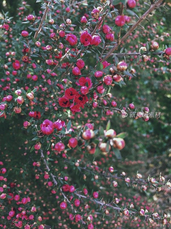 粉色麦卢卡花浸泡