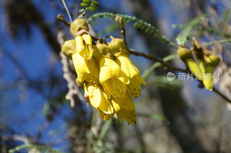 新西兰本土(槐花)科怀在春天开花