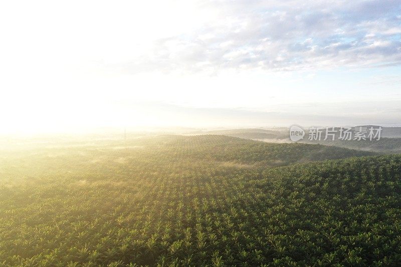 上午的棕榈油种植园鸟瞰图