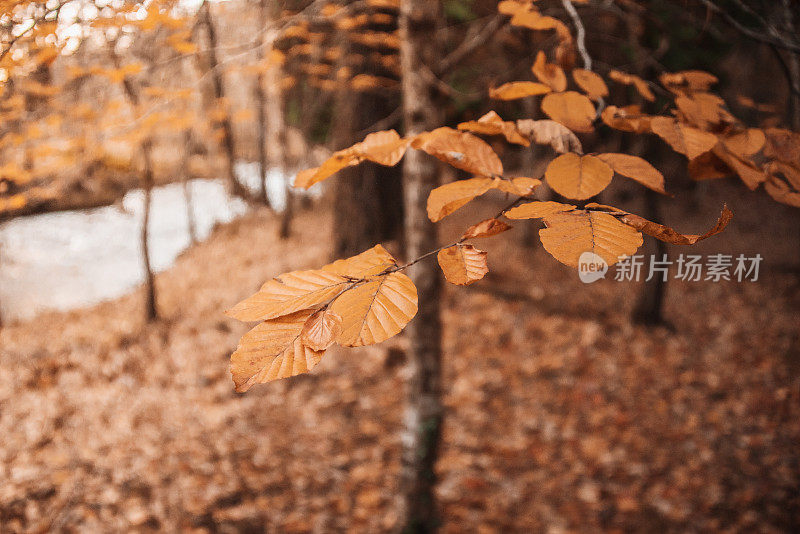 榛子树在秋天落叶