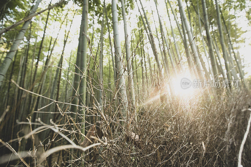 京都竹林