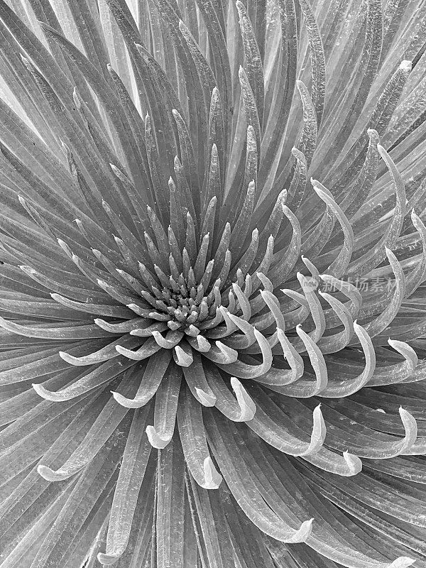 Haleakala智能手机墙纸中的银字植物