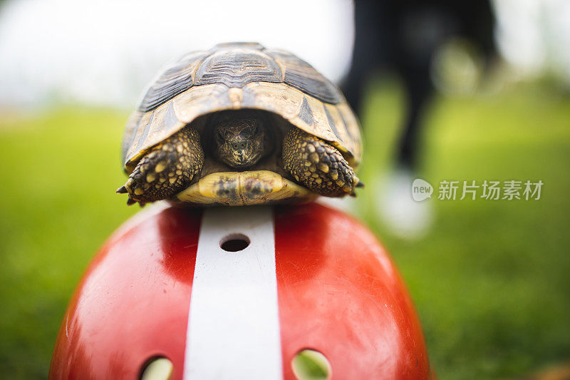 橄榄球头盔上可爱的小乌龟