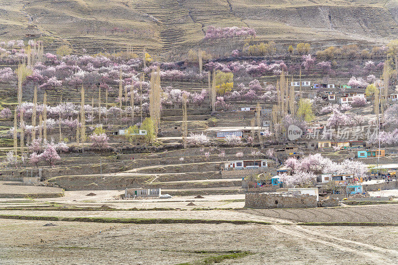 自然风景沿着喀喇昆仑山在罕萨山谷与樱花盛开的秋天巴基斯坦