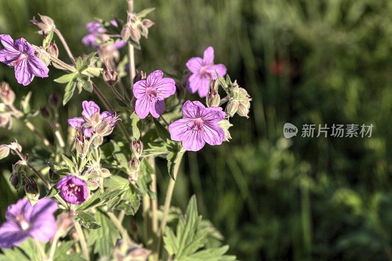 草原坡地上黏稠的天竺葵野花。