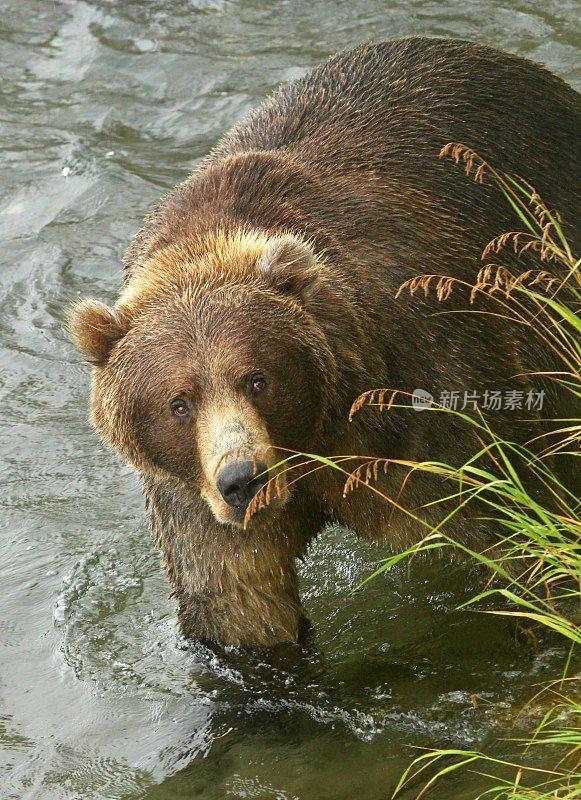 阿拉斯加卡特迈的棕熊