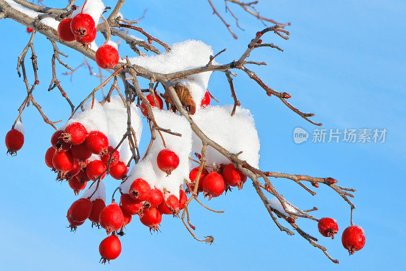 白雪覆盖的红色山楂浆果在蓝天的背景下