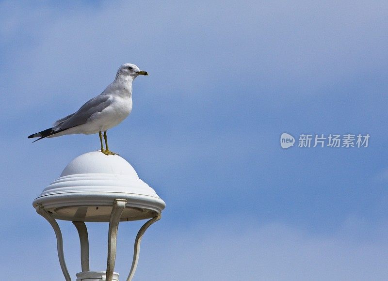 海鸥