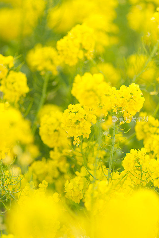 油菜花