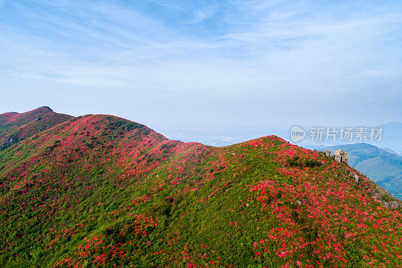 黄梅山皇家杜鹃花节。