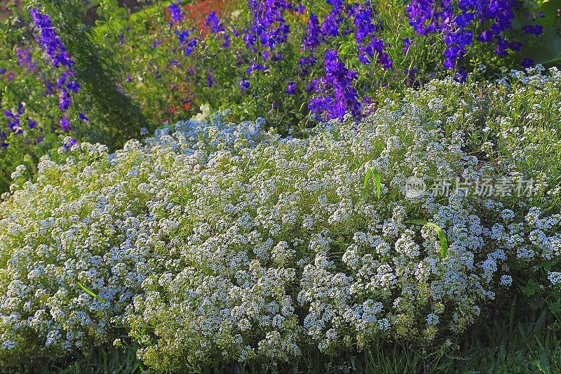 色彩斑斓的花坛在田园诗般的地中海花园-湖科莫-贝拉吉奥，意大利