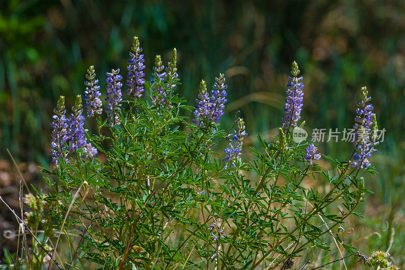 紫狼的野花