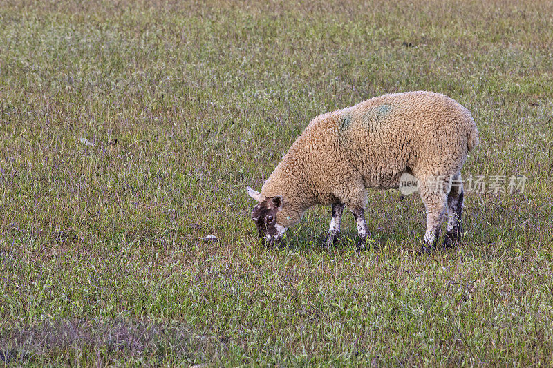 羊。英国东苏塞克斯