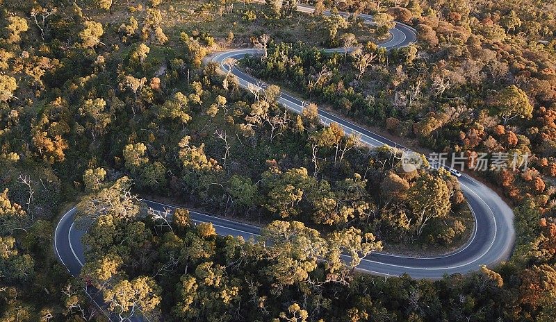 森林中蜿蜒道路