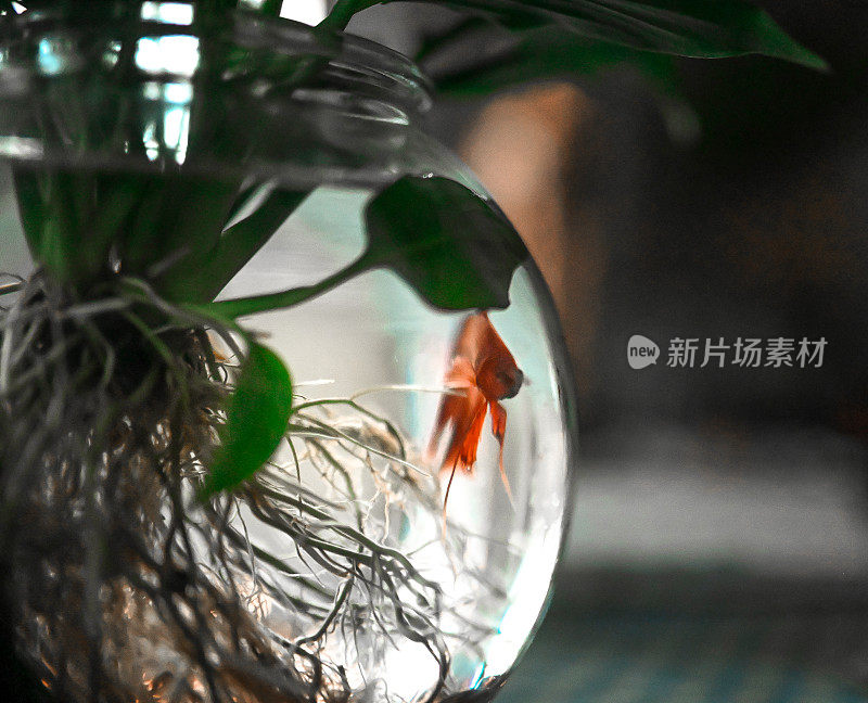 宠物鱼在一个碗与植物