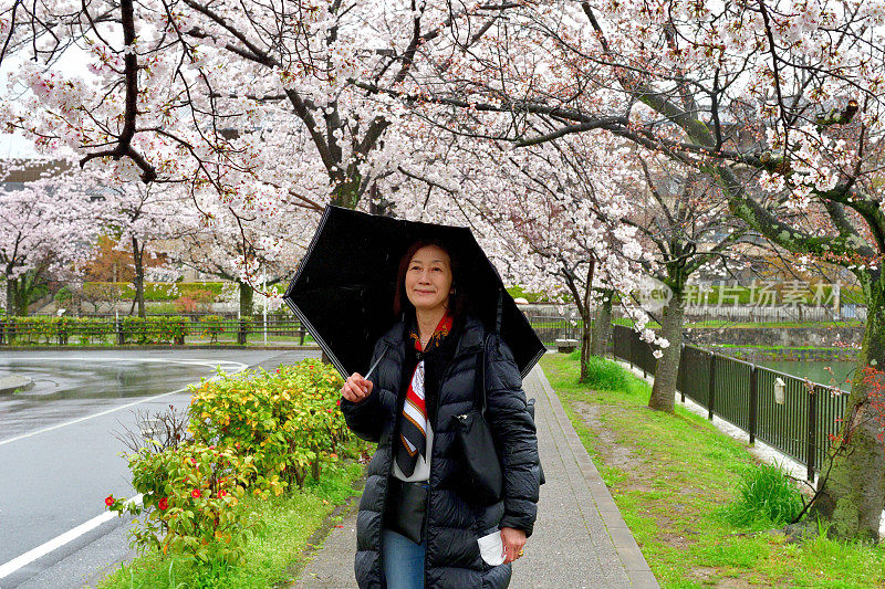 一名日本妇女在京都的雨天里欣赏樱花