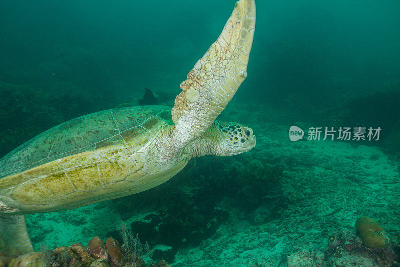 水下拍摄的绿海龟和玳瑁海龟