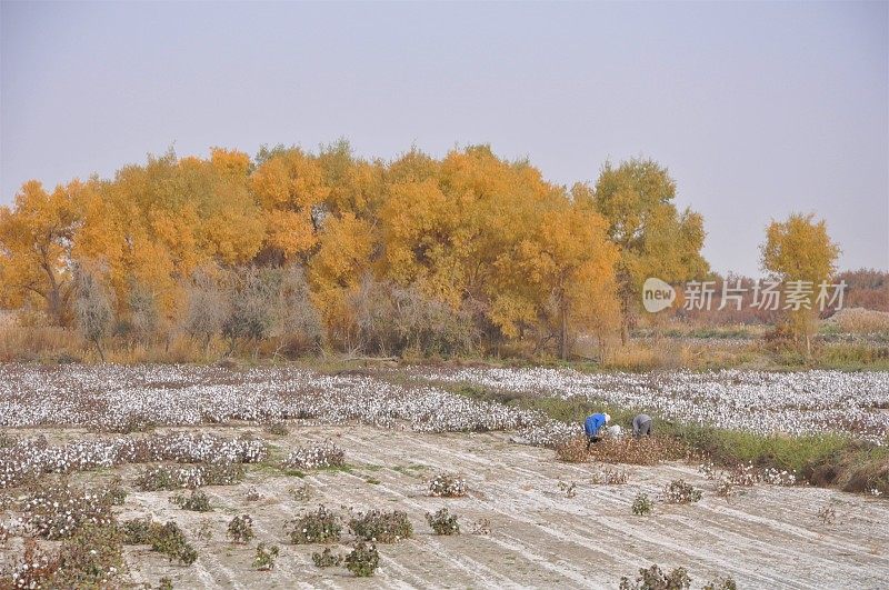 中国新疆的棉花采摘者