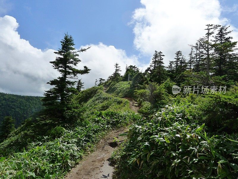 志贺高地(日本志贺越国立公园志贺山)