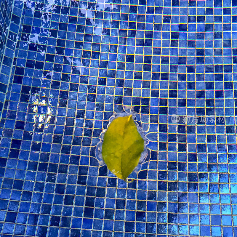 一片树叶落在游泳池荡漾的水面上