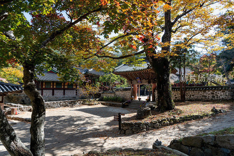 松光沙寺入口处秋叶飘落