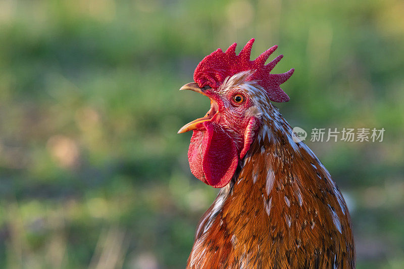 瑞典花母鸡公鸡