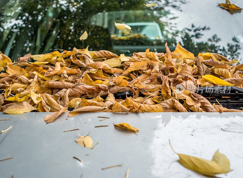一辆汽车挡风玻璃上的秋日黄叶