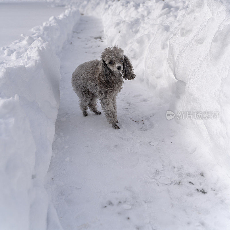 雪后，迷你玩具Poddle狗走在积雪车道上刚清理过的小路上。