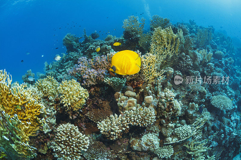 红海面具蝴蝶鱼鱼鱼水下海洋生物珊瑚礁水下照片水肺潜水员的观点