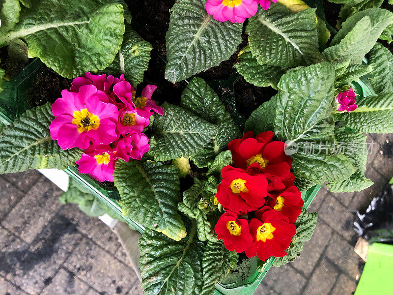 粉红色，黄色和红色的报春花，一年生盆栽冬春床上植物，高处景观