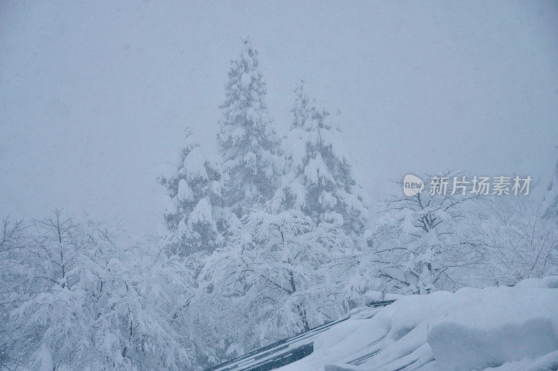 雪松上覆盖着厚厚的积雪