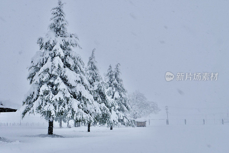 雪松上覆盖着厚厚的积雪